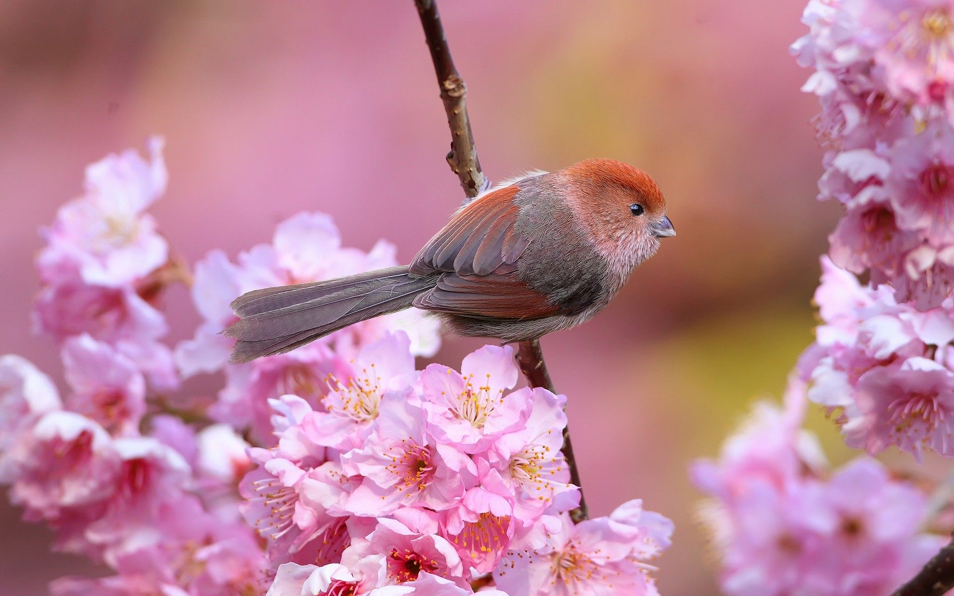 Little Birds And Flowers , HD Wallpaper & Backgrounds
