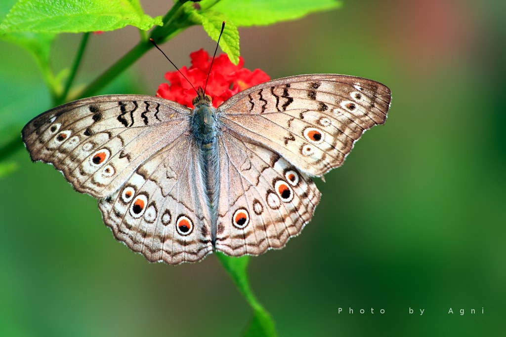 Butterfly Tags - Lycaenid , HD Wallpaper & Backgrounds