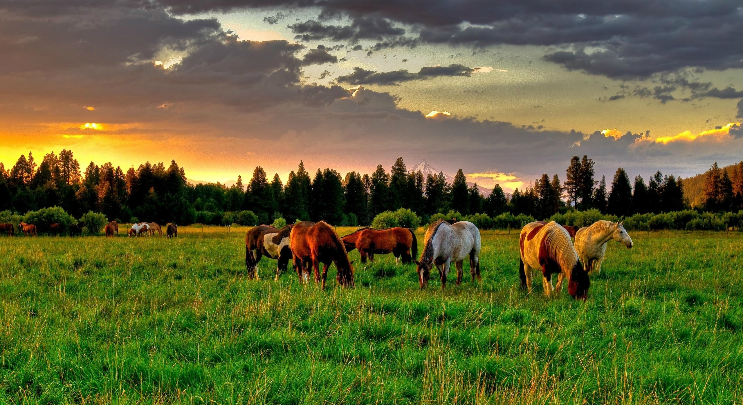 Horses Grazing In A Field Wallpaper 2560×1440 - Desktop Backgrounds Horses , HD Wallpaper & Backgrounds