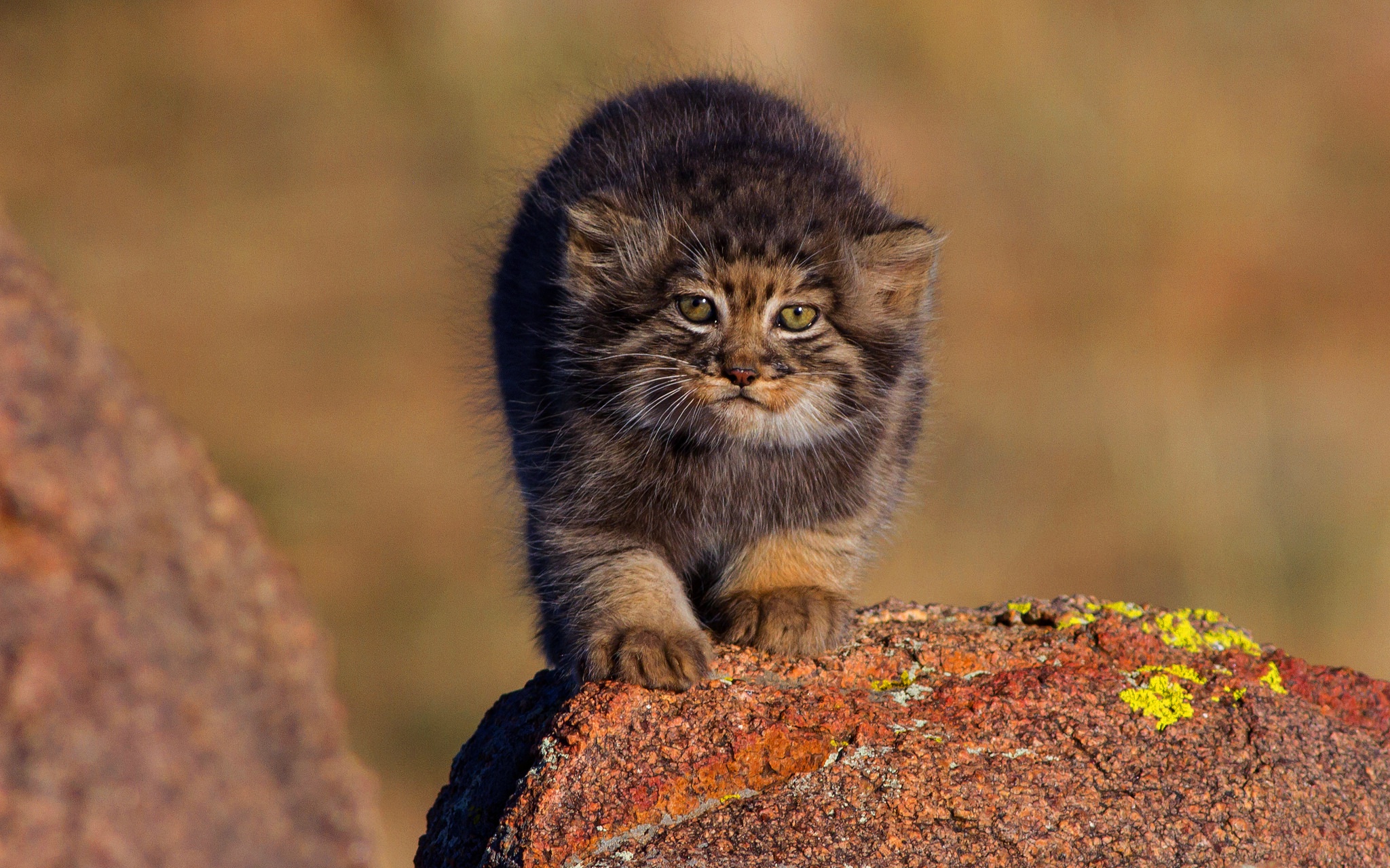 Pallas's Cat Cub About 2 Months Old In Mongolia - Pallas's Cat , HD Wallpaper & Backgrounds
