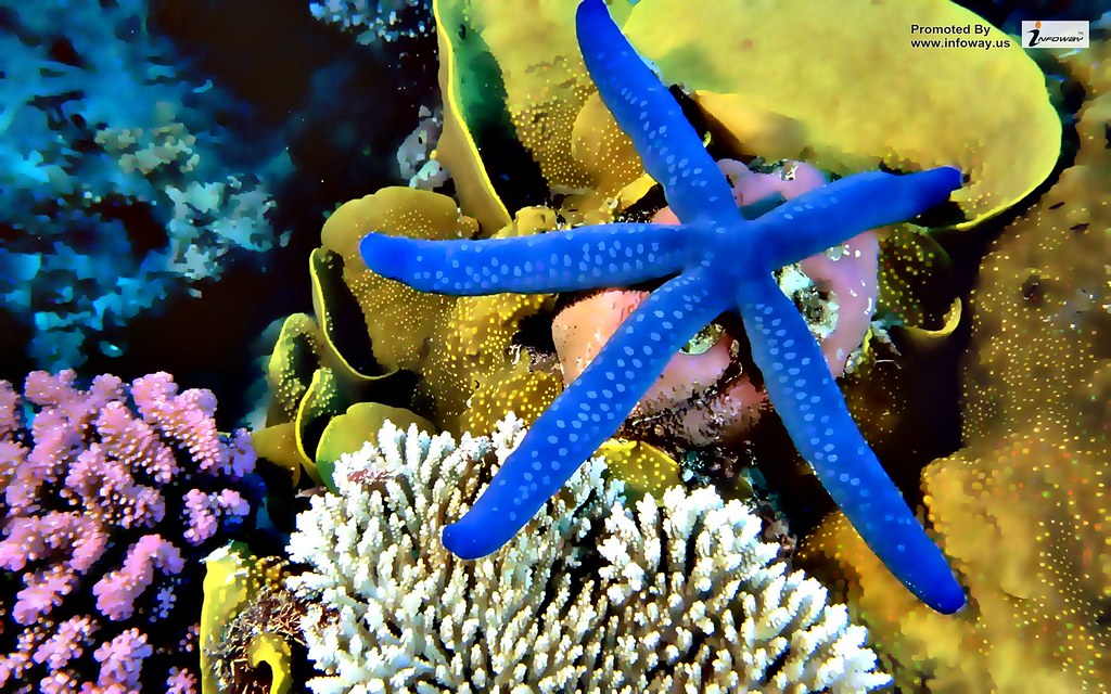 Underwater Coral Reef Sealife Hd Wallpaper - Great Barrier Reef Seestern , HD Wallpaper & Backgrounds