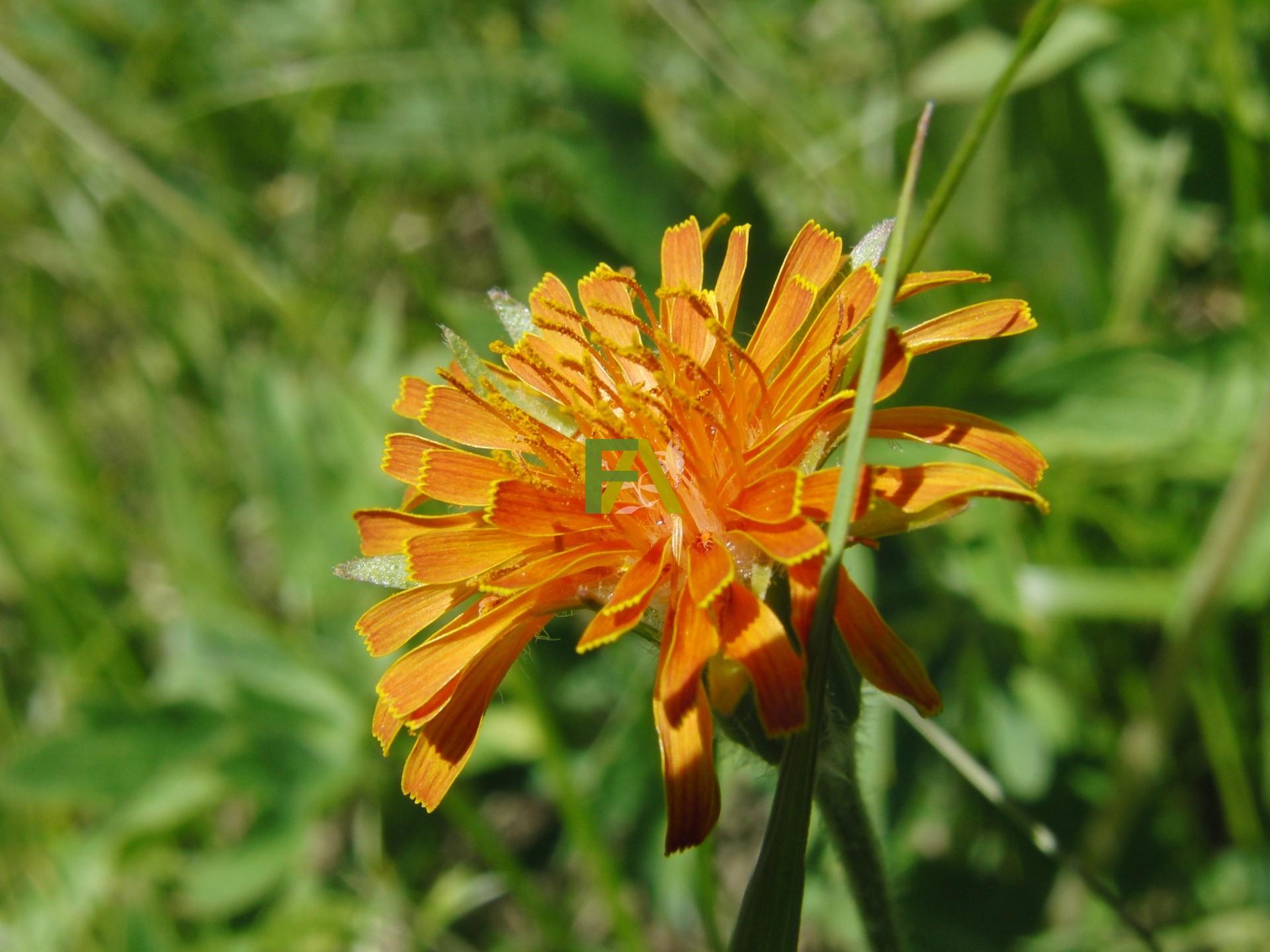 Mountain Dandelion Desktop Wallpaper - Hawkweed , HD Wallpaper & Backgrounds