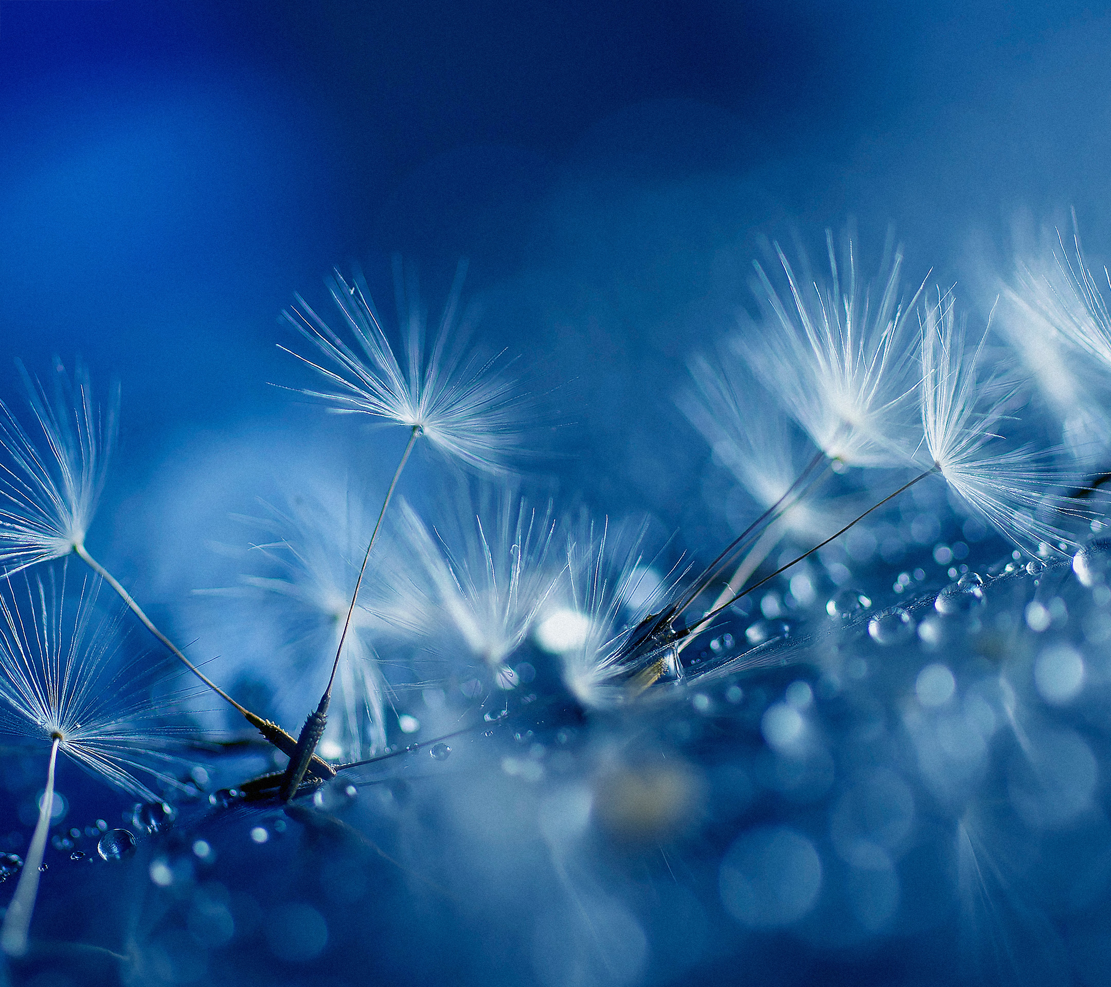 Image From All 18 Built-in Htc One M8 Wallpapers Leak - Cute Rain Drops To Flowers , HD Wallpaper & Backgrounds