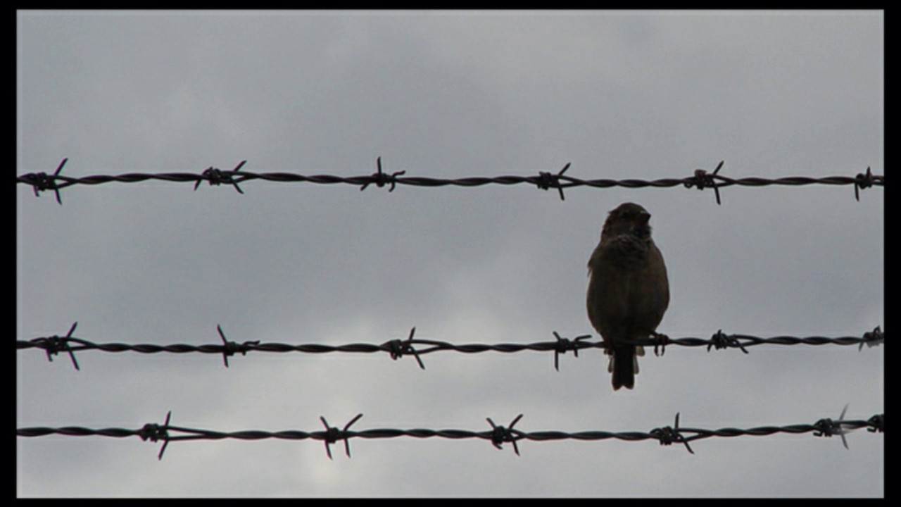 Bird On Barbed Wire , HD Wallpaper & Backgrounds
