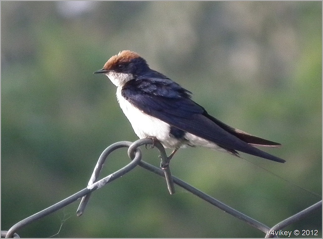 Wire Tailed Swallow Little And Beautiful Bird Wallpapers - Swallow Beautiful Bird , HD Wallpaper & Backgrounds