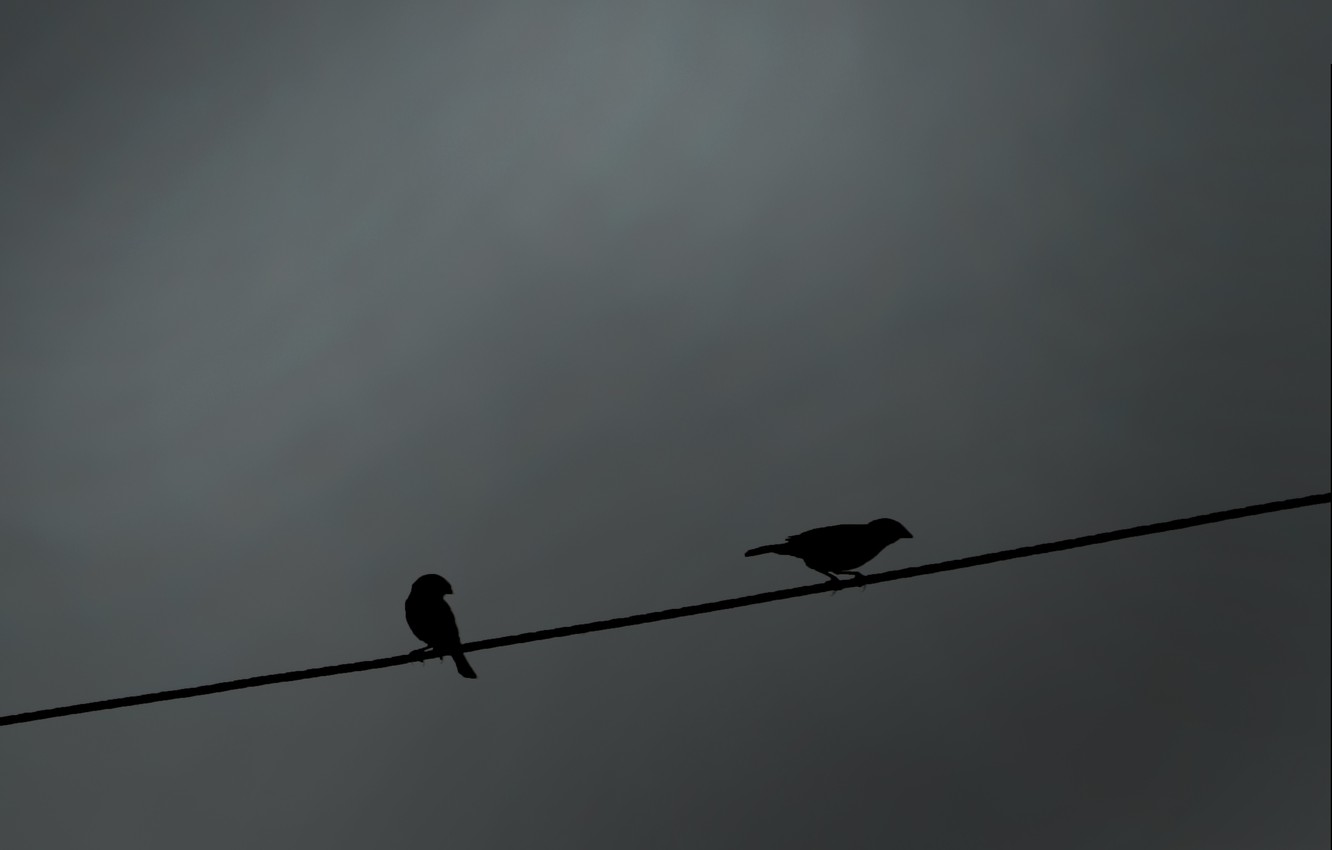 Photo Wallpaper Wire, Birds, Silhouette, Shadow, Bird, - Blackbird , HD Wallpaper & Backgrounds