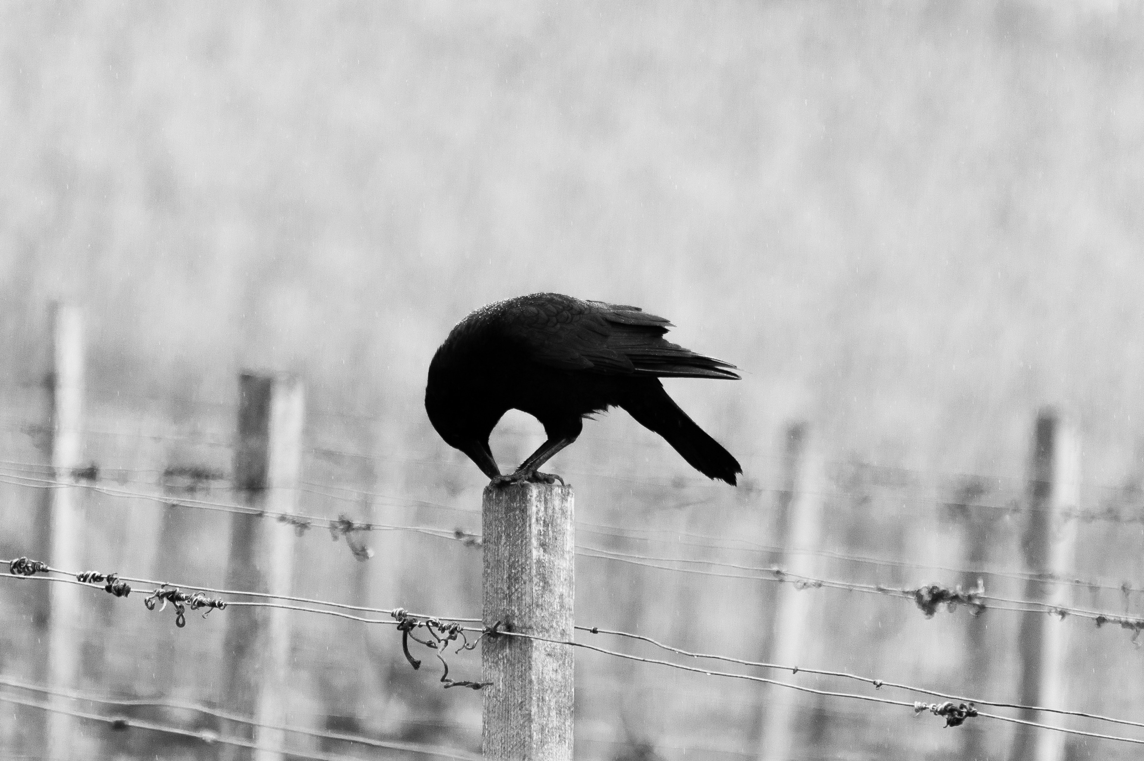 #3840x2553 Black And White Shot Of Black Bird Sitting - Arti Ada Burung Masuk Rumah , HD Wallpaper & Backgrounds