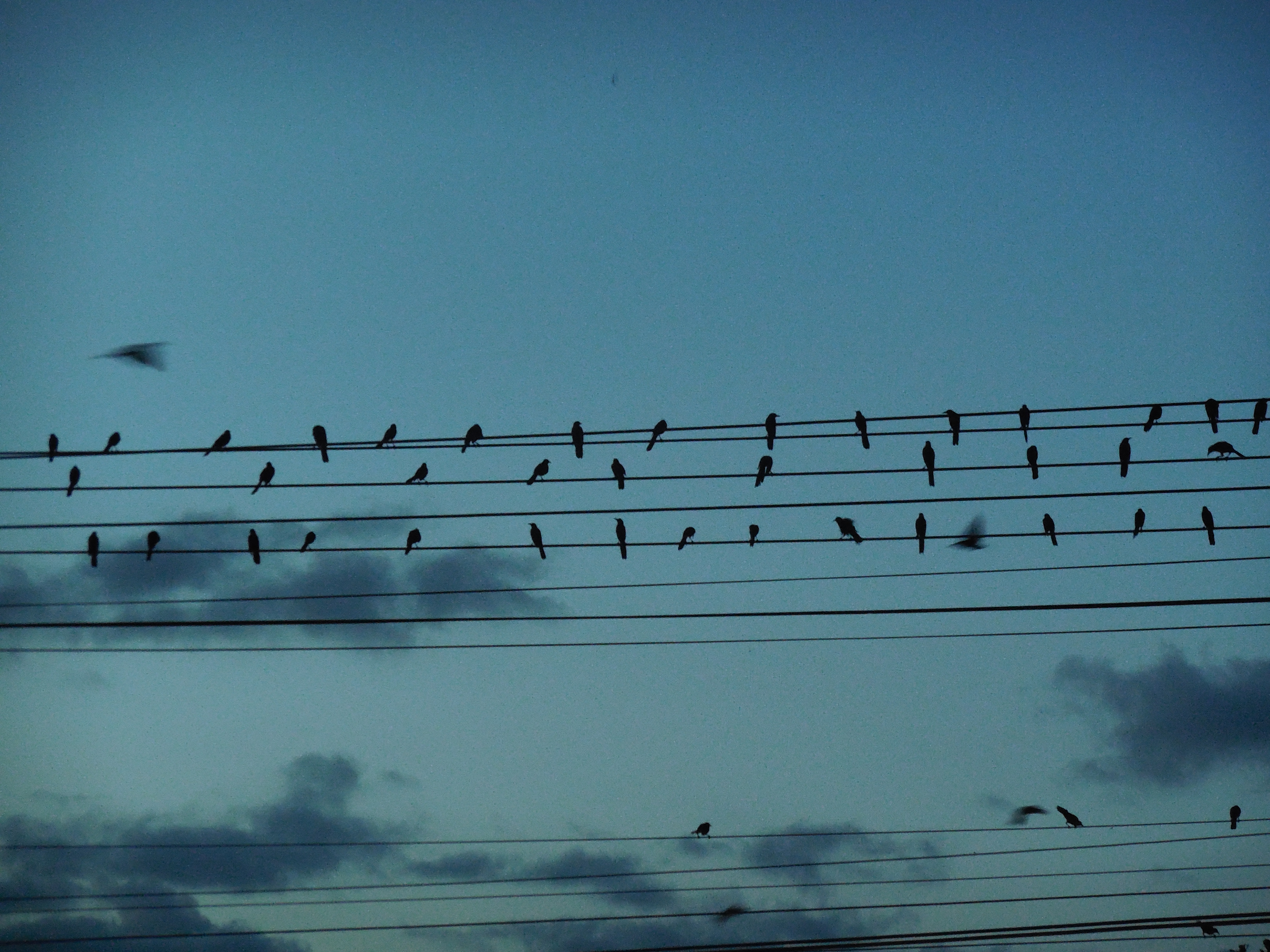 Birds Writing A Song In The Electric Wires - Flock , HD Wallpaper & Backgrounds