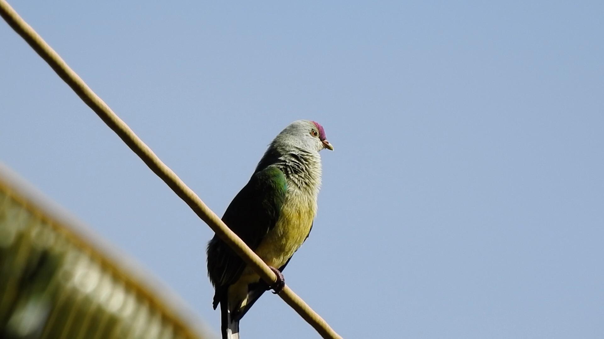 A Bird On A Wire - Budgie , HD Wallpaper & Backgrounds
