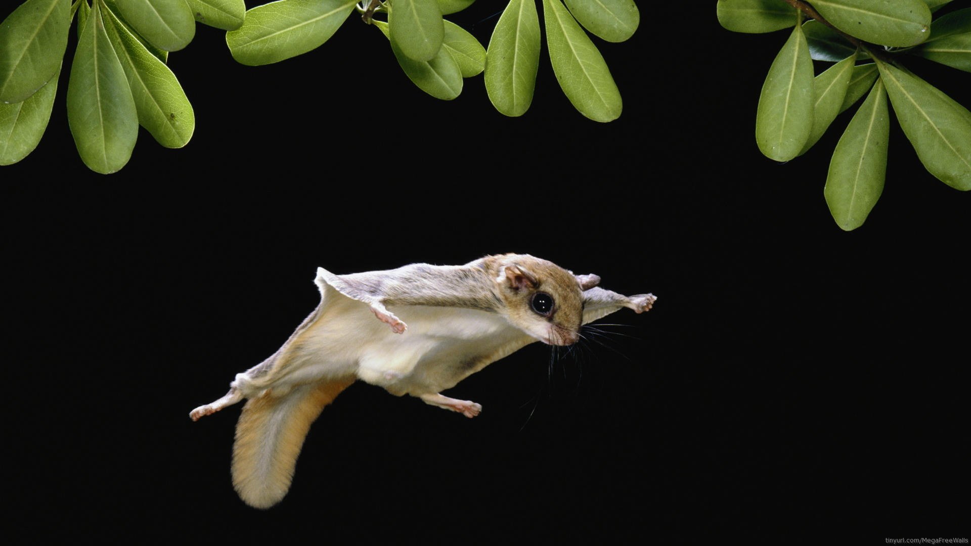 Sugar Glider - Flying Squirrel Wingsuit , HD Wallpaper & Backgrounds