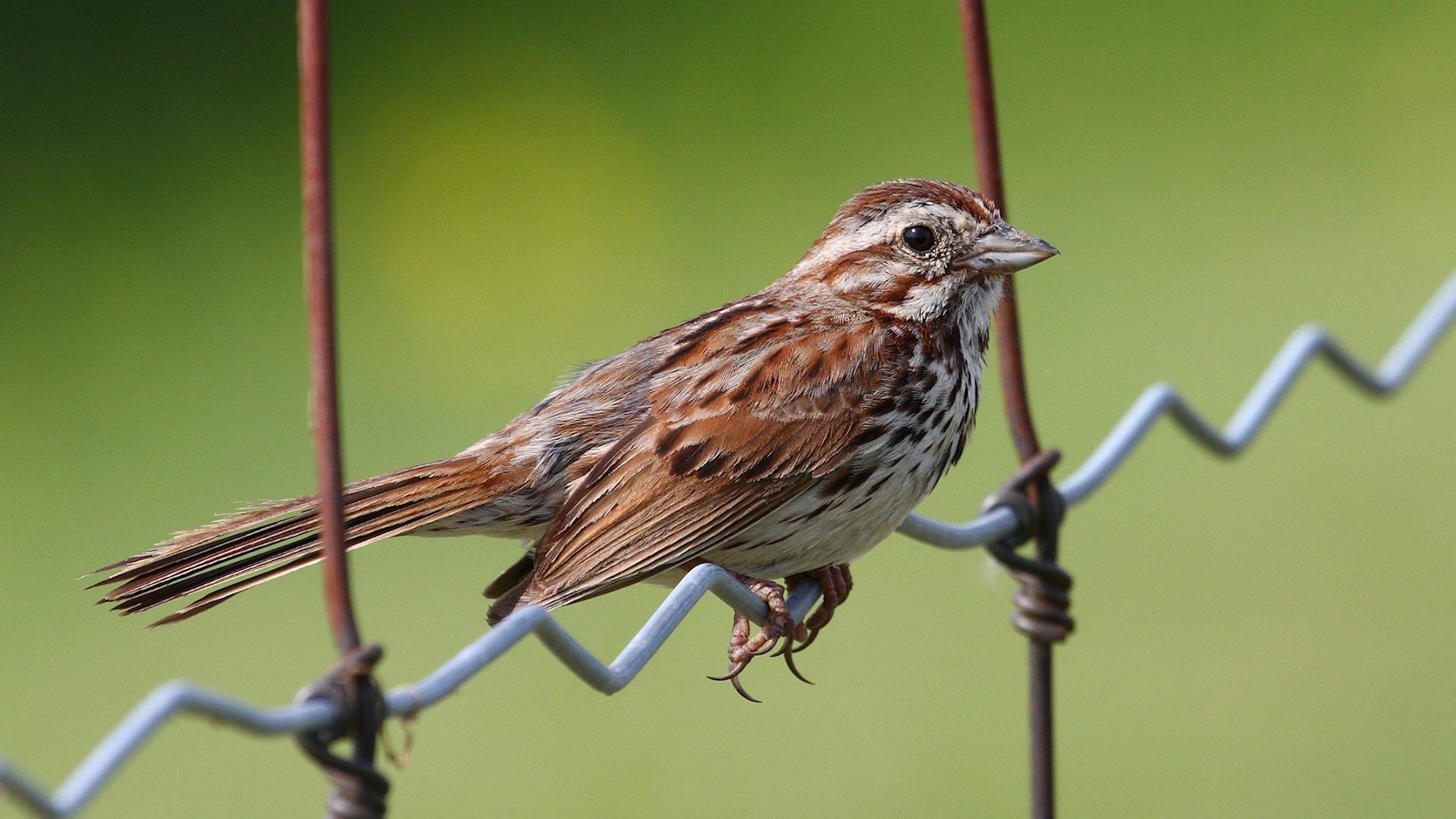 Song Bird Wire Perch Sparrow Image Of Nice - Sparrow , HD Wallpaper & Backgrounds