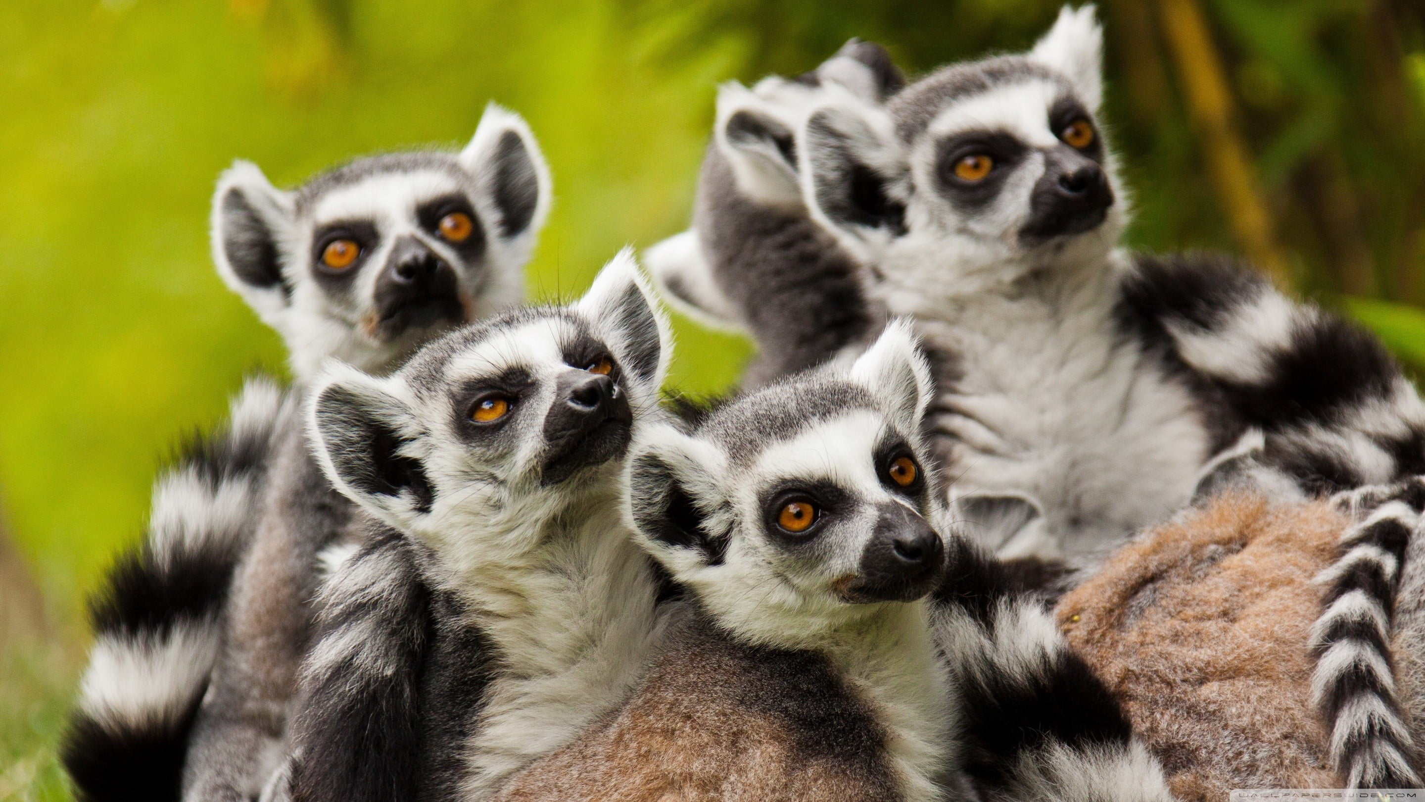 Five Black And White Sugar Gliders, Animals, Lemurs, - Hd Wallpaper Lemur , HD Wallpaper & Backgrounds