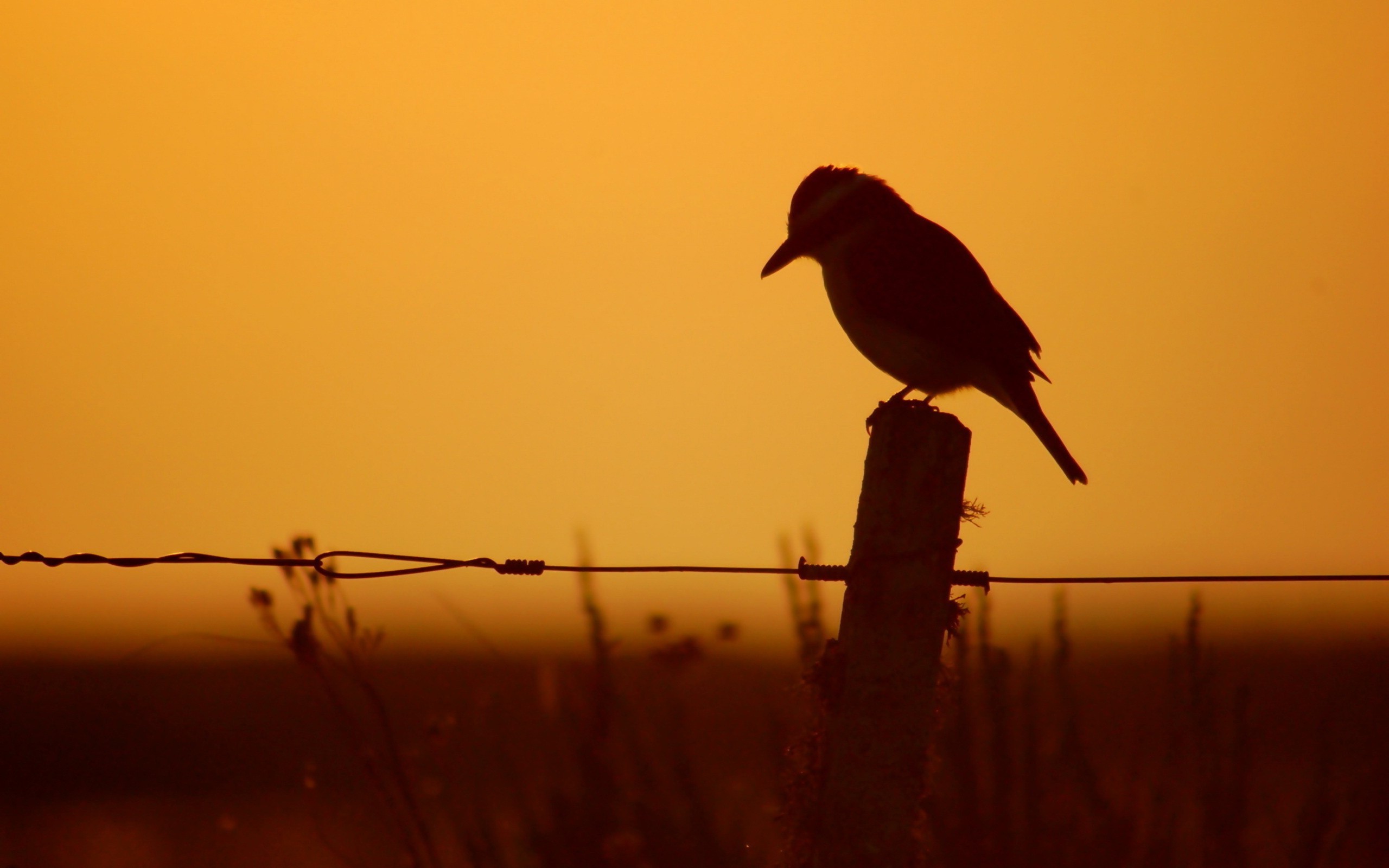 Birds Silhouette Fence Sunset Wallpapers Hd / Desktop - Sunset Background With Birds , HD Wallpaper & Backgrounds