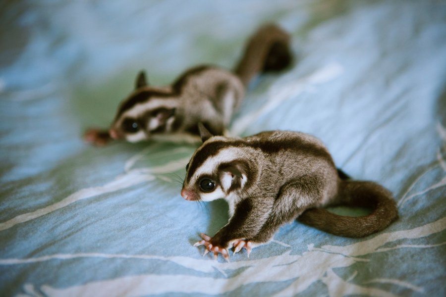 Baby Sugar Gliders - Baby Sugar Glider Cute , HD Wallpaper & Backgrounds