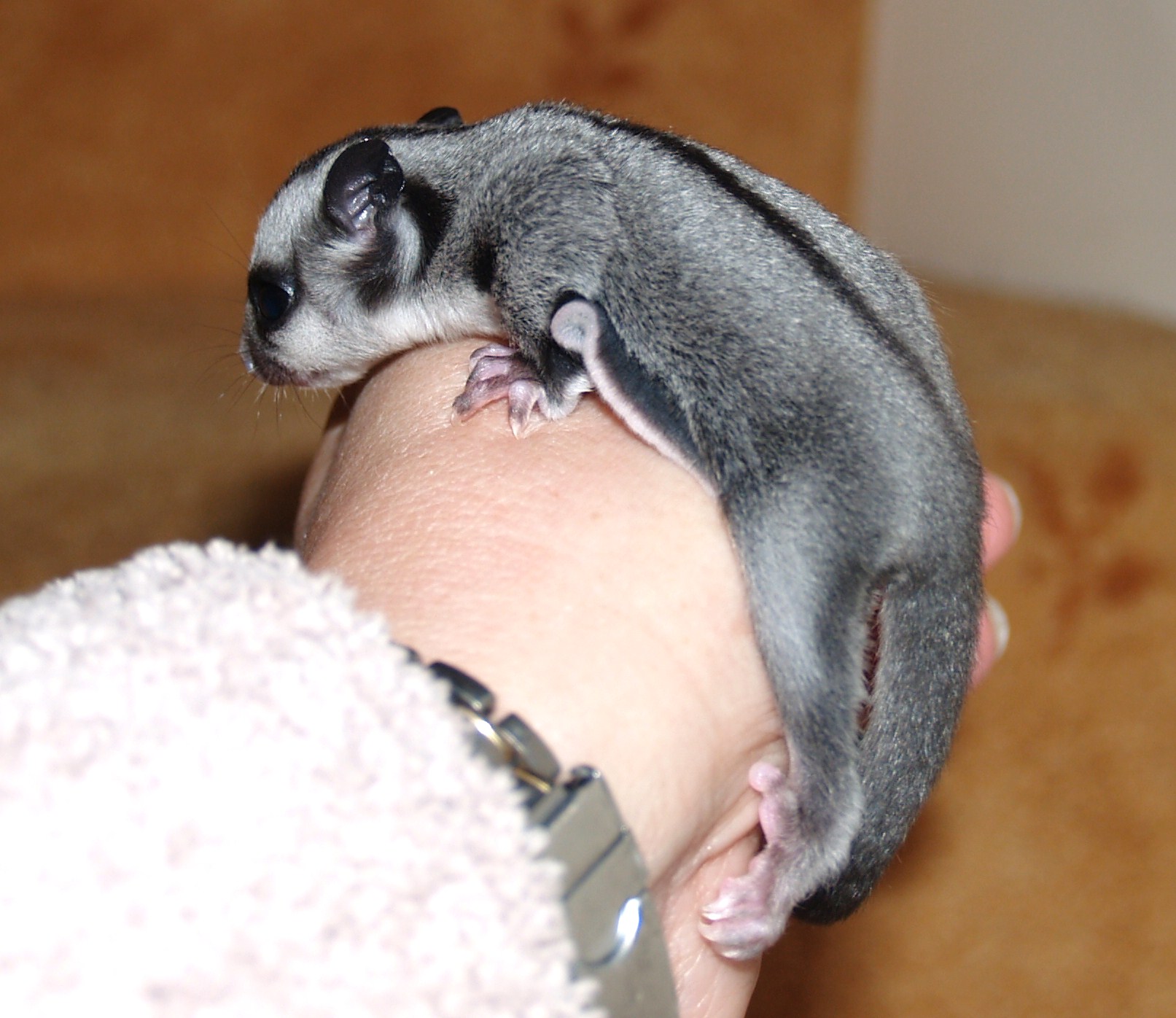 baby gliders for sale