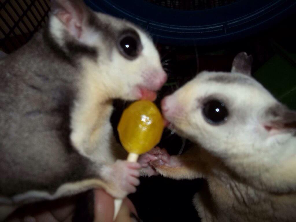 0 Replies 4 Retweets 5 Likes - Sugar Glider Eating Candy , HD Wallpaper & Backgrounds