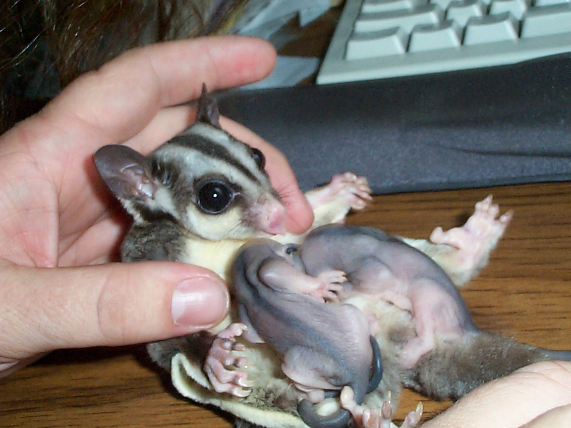 You Can See The Joey's Little Toes And Their Little - Sugar Glider With Babies , HD Wallpaper & Backgrounds