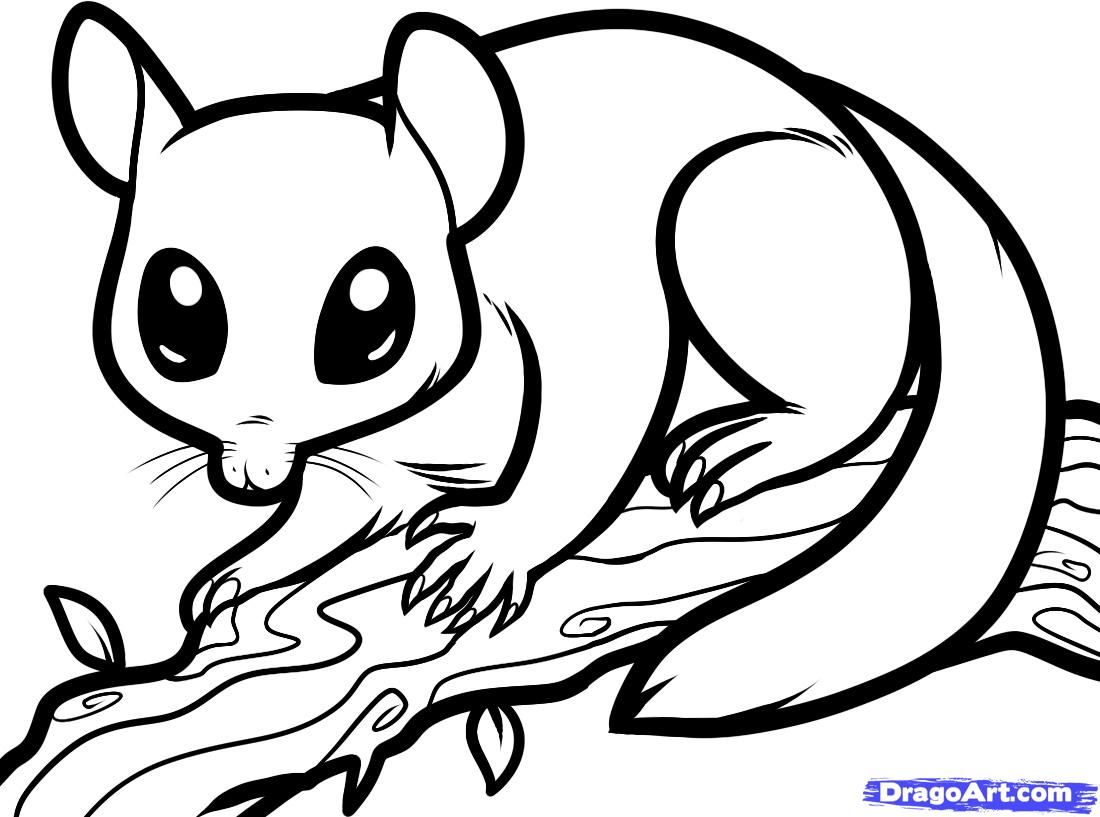 Sugar Glider Clipart Coloring Page - Sugar Glider Drawing , HD Wallpaper & Backgrounds