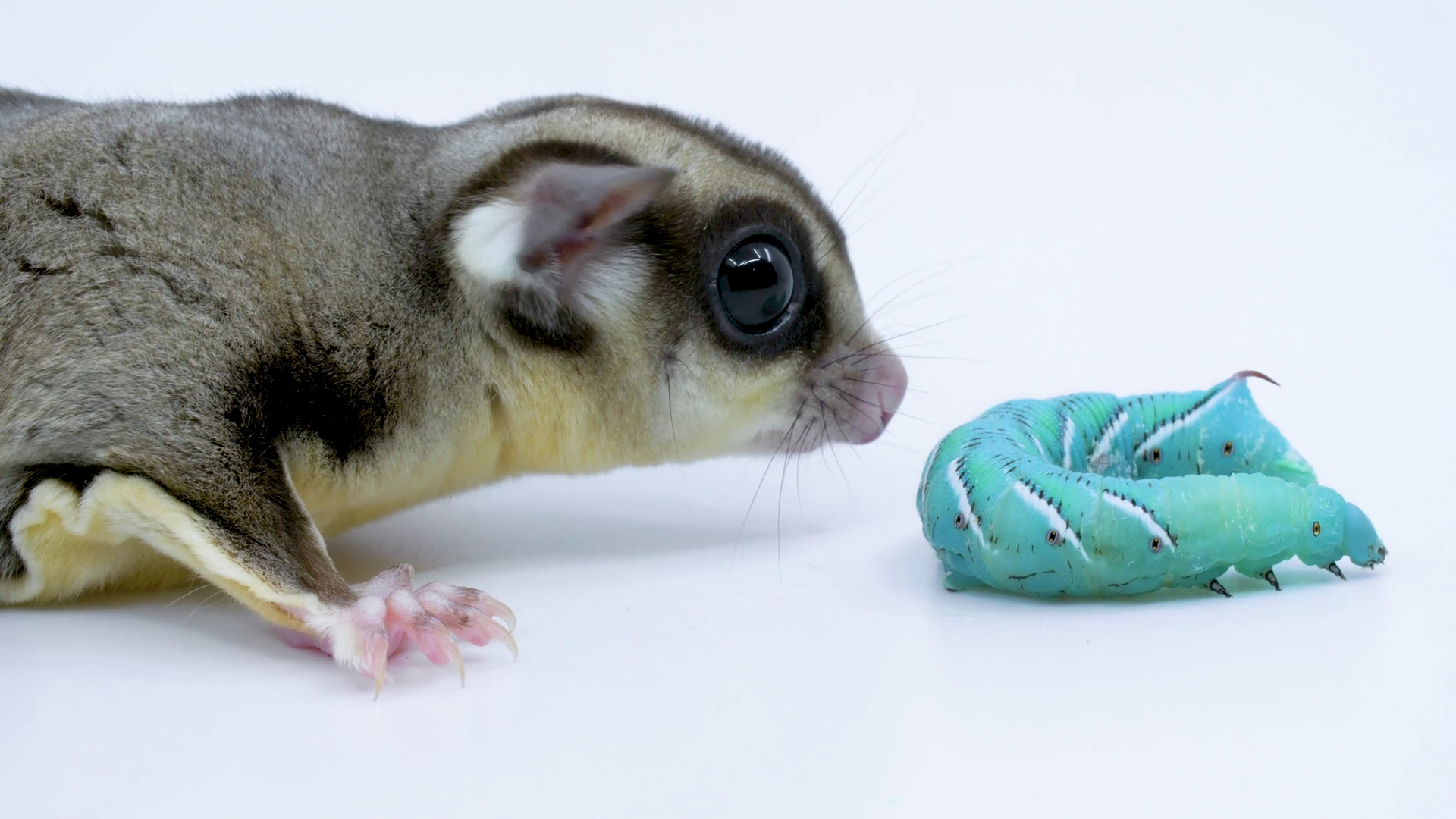 Close-up Sugar Glider Sniffs A Hornworm On A White - Common Opossum , HD Wallpaper & Backgrounds