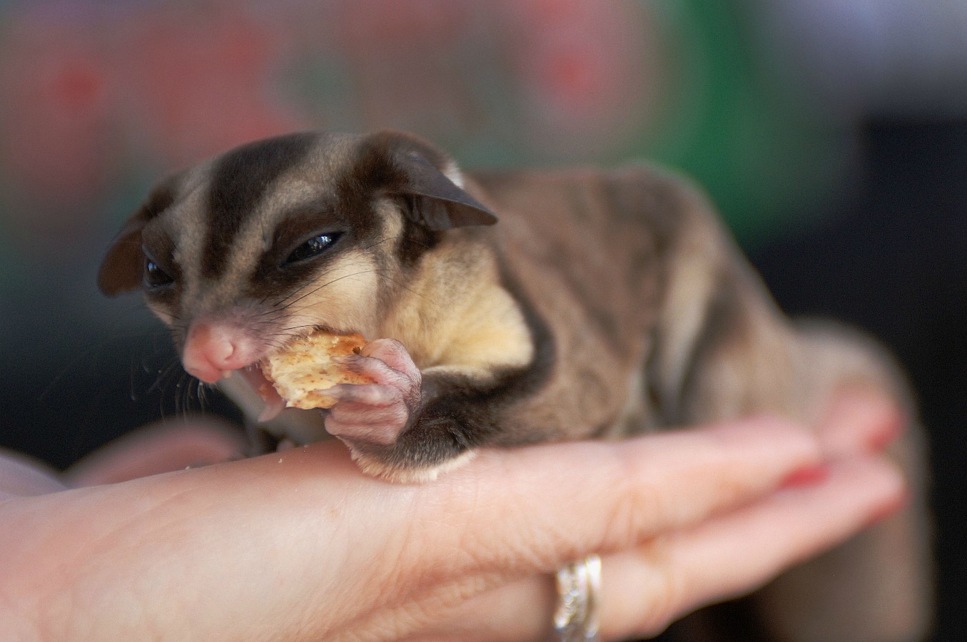 Baby Sugar Glider - Cute Sugar Glider Babies , HD Wallpaper & Backgrounds