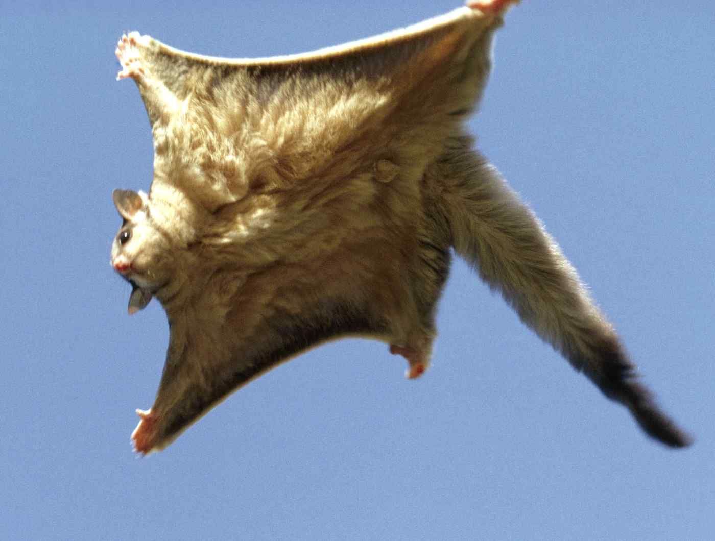 Flying Squirrel , HD Wallpaper & Backgrounds