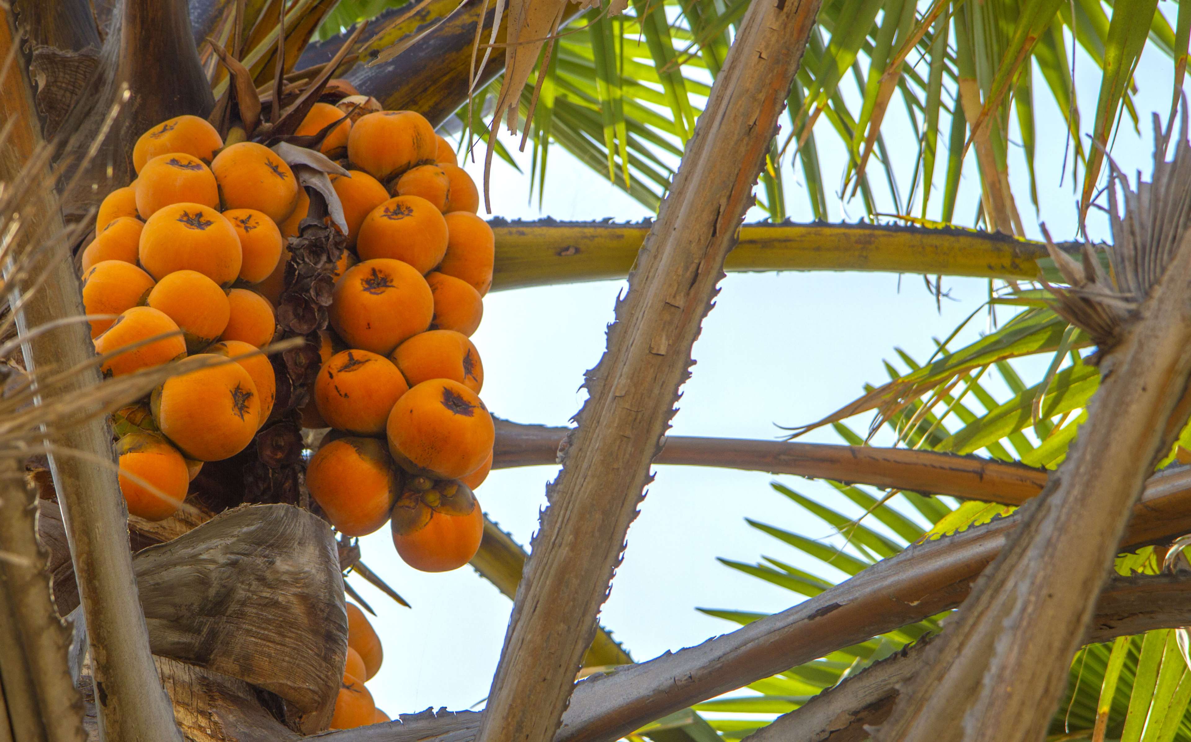 Africa, African, Coconut Trees, Food, Nigeria, Palm - Africa Fruit , HD Wallpaper & Backgrounds