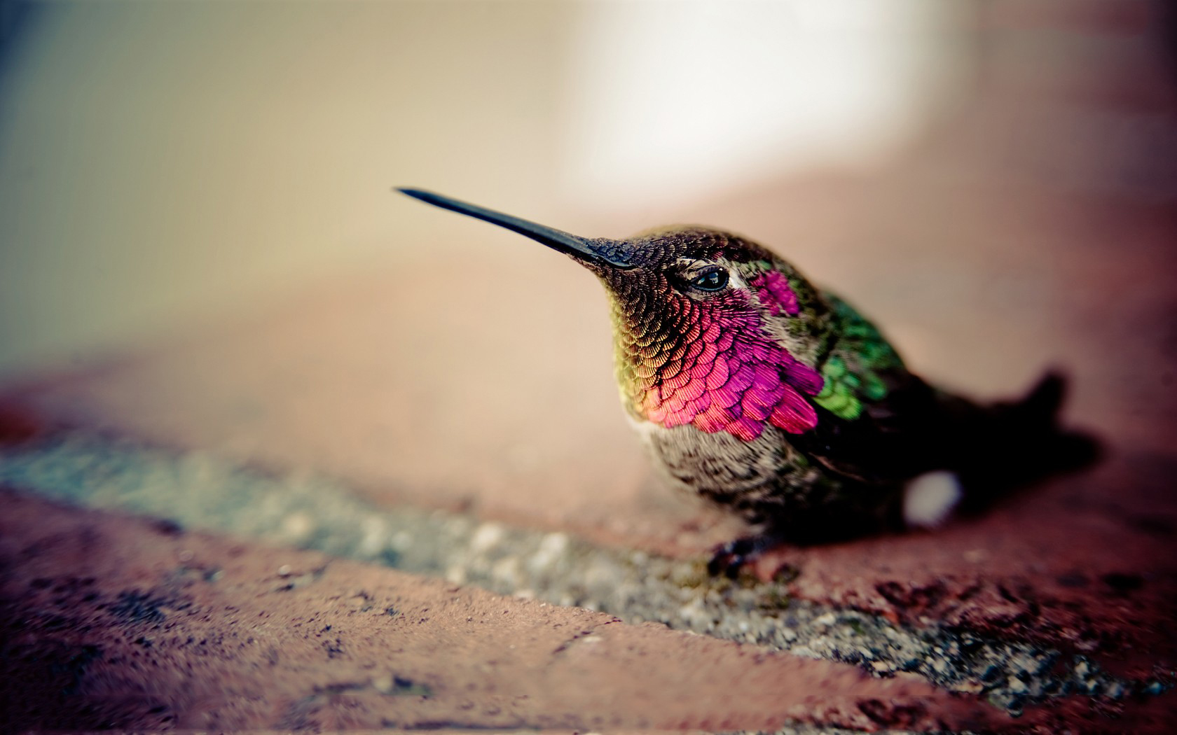 Colibri - Hummingbird Hd , HD Wallpaper & Backgrounds