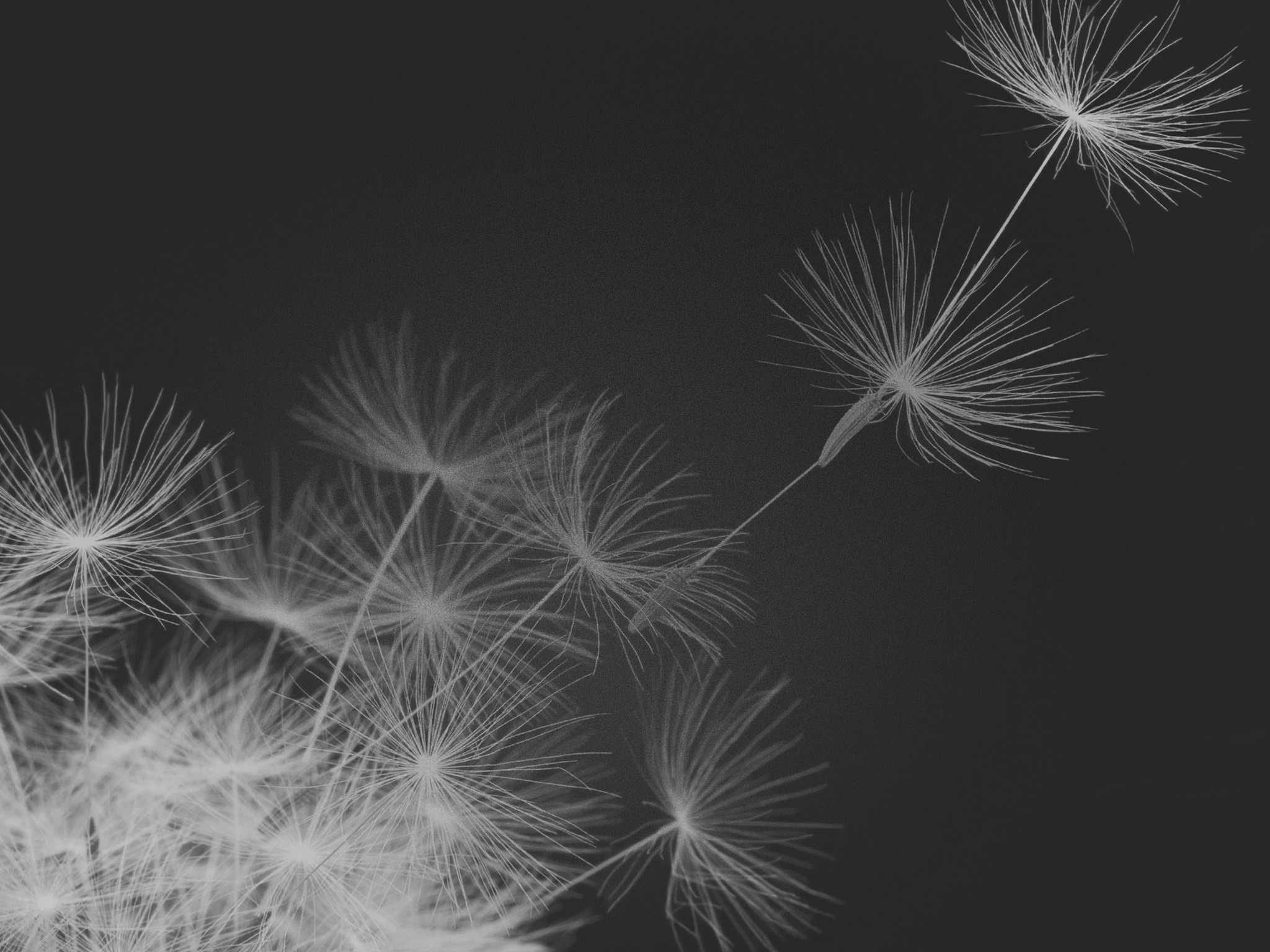 Ef07e76e8cfbe64c Hausdesign Pusteblume Schwarz Weiß - Hintergrundbild