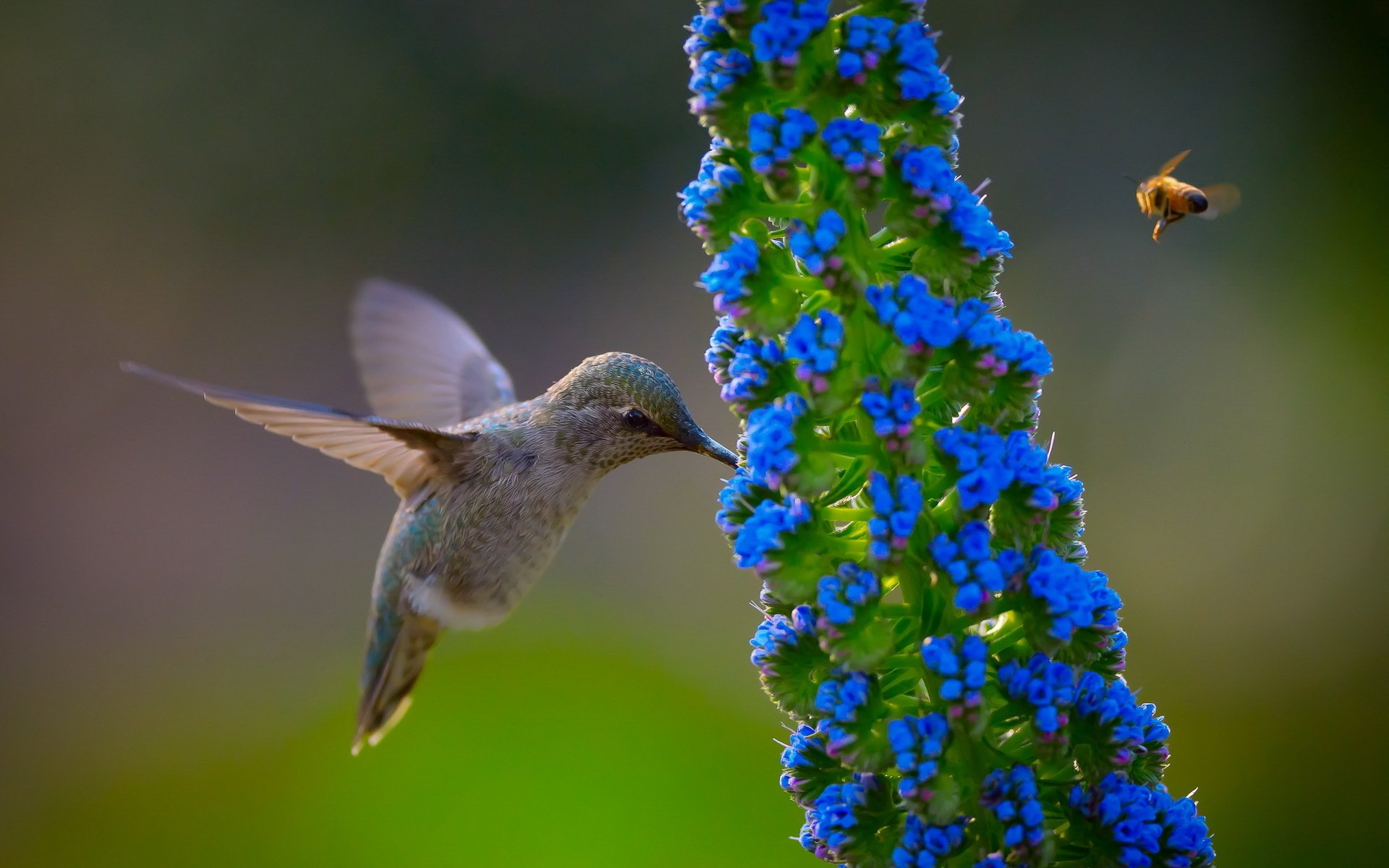 Colibri Bird Hd Wallpaper - Hummingbird And Blue Flower , HD Wallpaper & Backgrounds