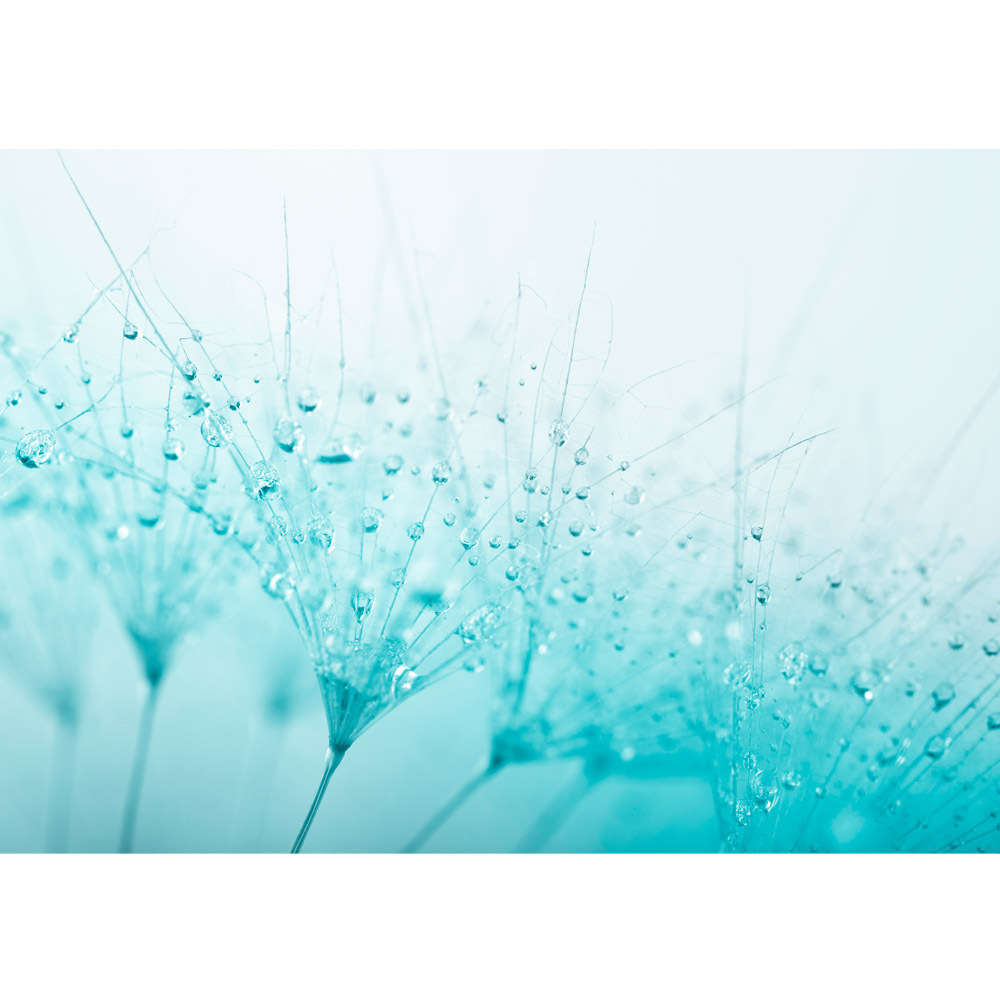 Vlies Fototapete Turquoise Dandelion Blumen Tapete - Turquoise Dandelion , HD Wallpaper & Backgrounds