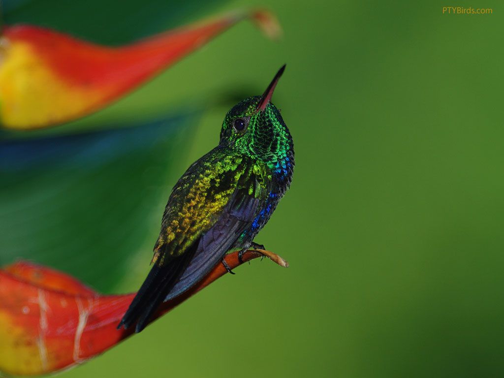 Colibri Wallpaper - Rufous Hummingbird , HD Wallpaper & Backgrounds