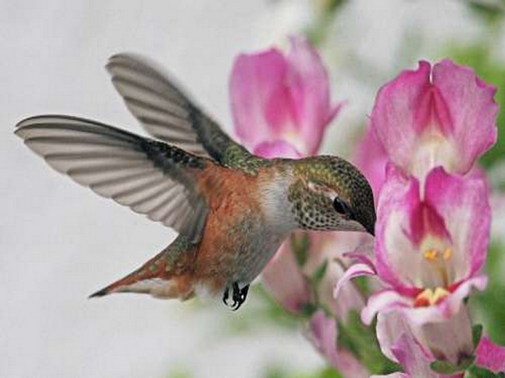 Blue Hummingbird Desktop Wallpaper - Flower Kisser , HD Wallpaper & Backgrounds