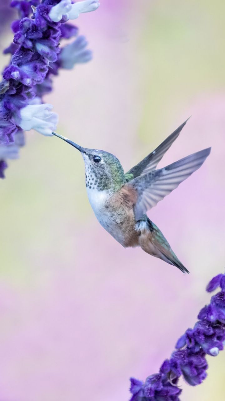 Flight, Flowers, Cute, Hummingbird, Wallpaper - Cute Hummingbird , HD Wallpaper & Backgrounds