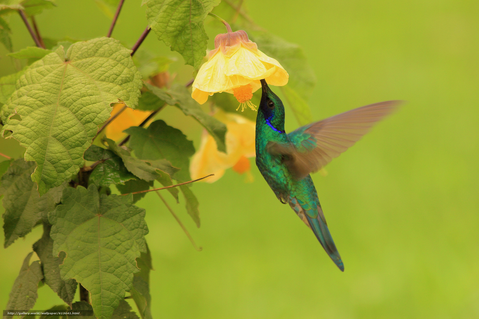 Download Wallpaper Colibri, Bird, Flower, Foliage Free - Hummingbird , HD Wallpaper & Backgrounds