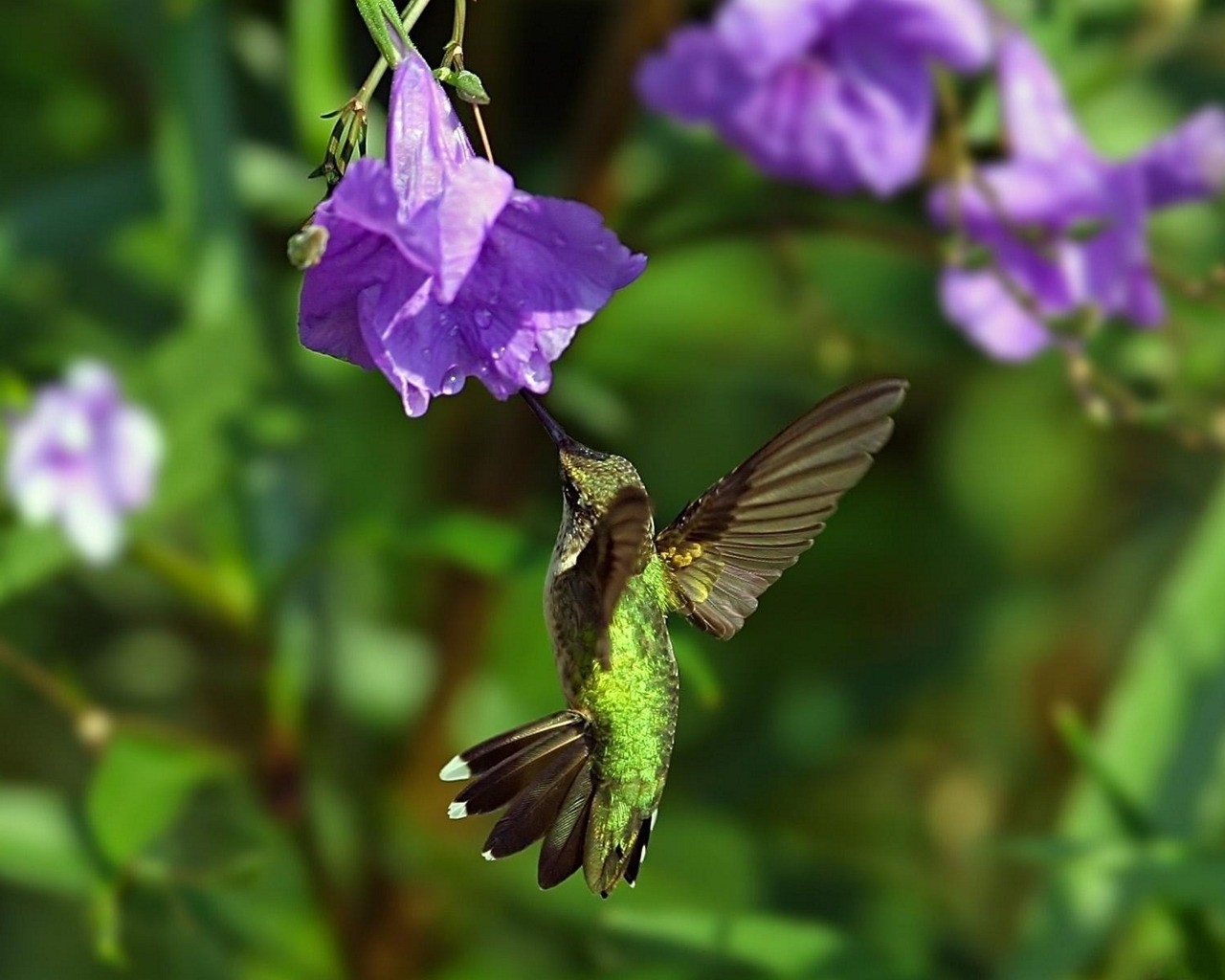 Birds Hummingbirds Colibri Purple Flowers Wallpaper - Papel De Parede Para Celular De Beija Flor , HD Wallpaper & Backgrounds