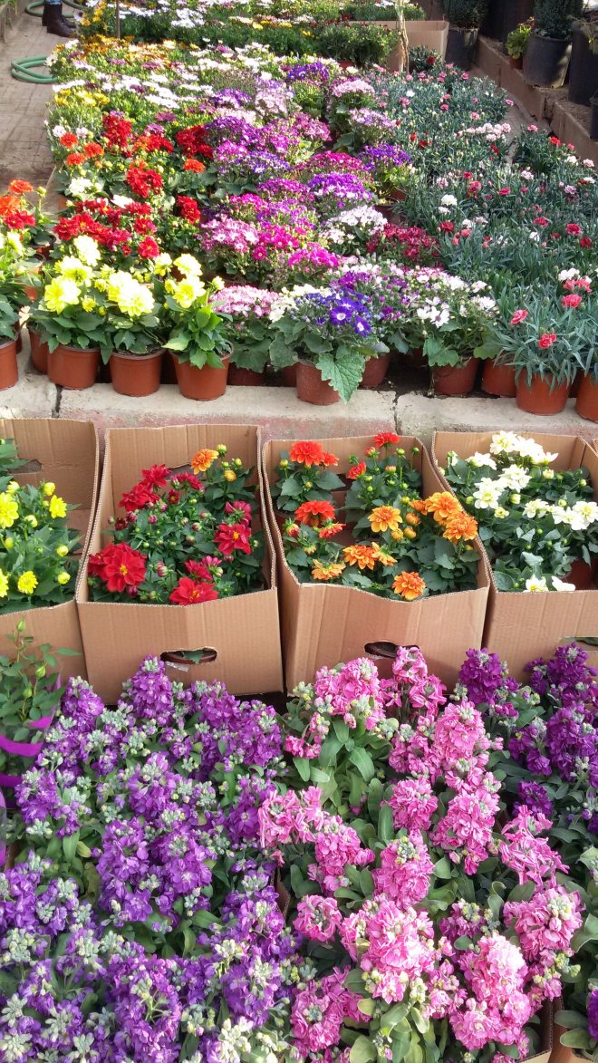 011cd-20190405 172508 - Petunia (#1465654) - HD Wallpaper & Backgrounds