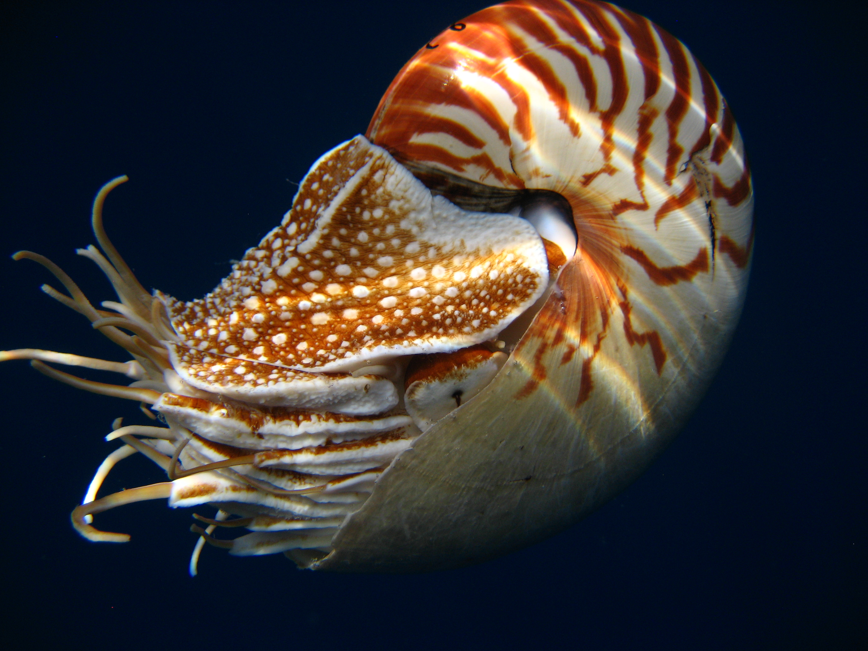 Nautilus - Nautilus Sea Animal , HD Wallpaper & Backgrounds