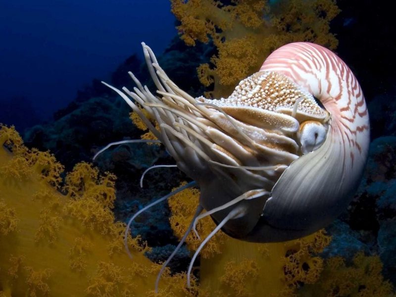 Nautilus Animal Wallpaper - Great Barrier Reef Squid , HD Wallpaper & Backgrounds