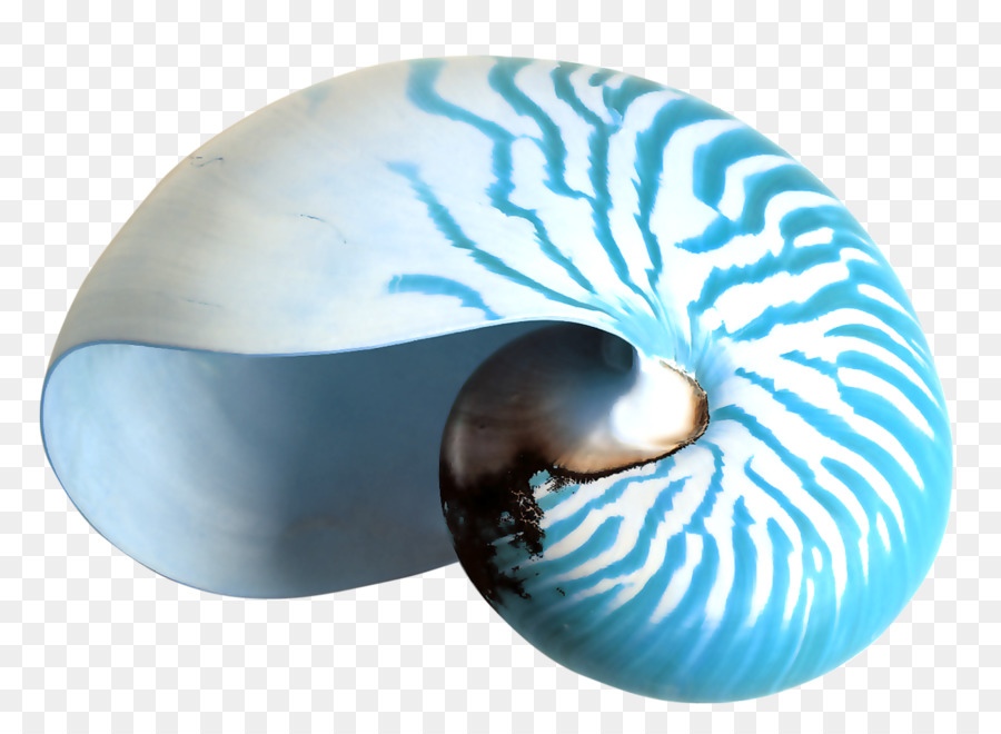 Nautilidae, Seashell, Desktop Wallpaper, Nautilida, - 中生代 生物 鸚鵡 螺 , HD Wallpaper & Backgrounds