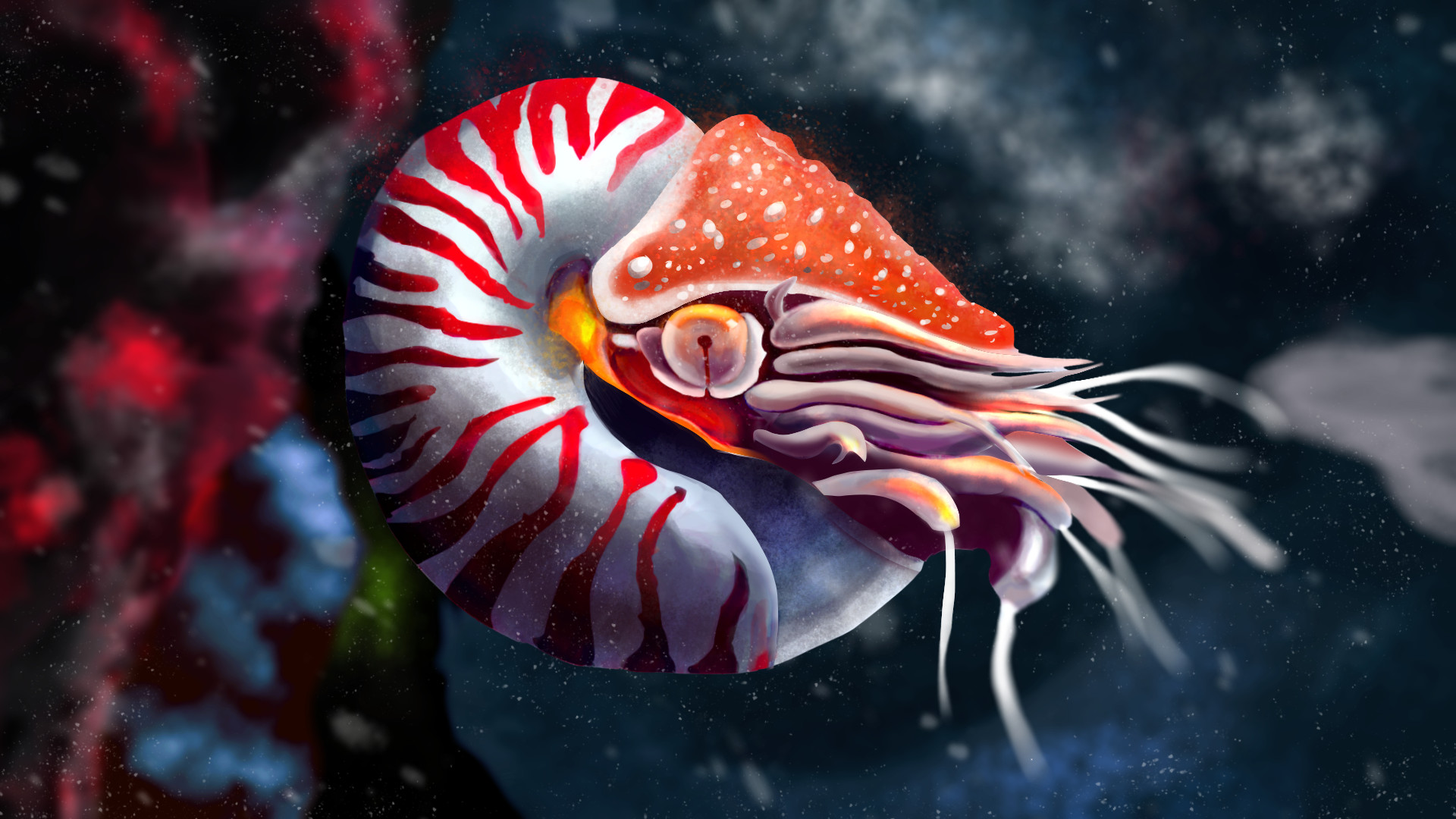Nautilus - Nautilus Animal , HD Wallpaper & Backgrounds