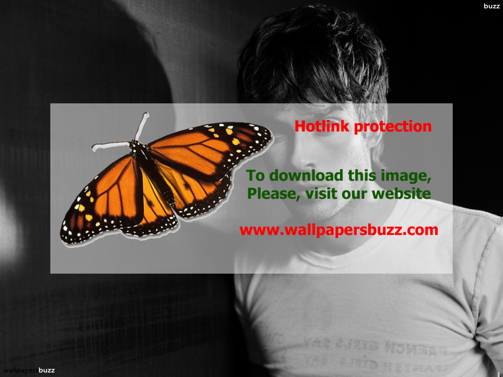 Monarch Butterfly , HD Wallpaper & Backgrounds