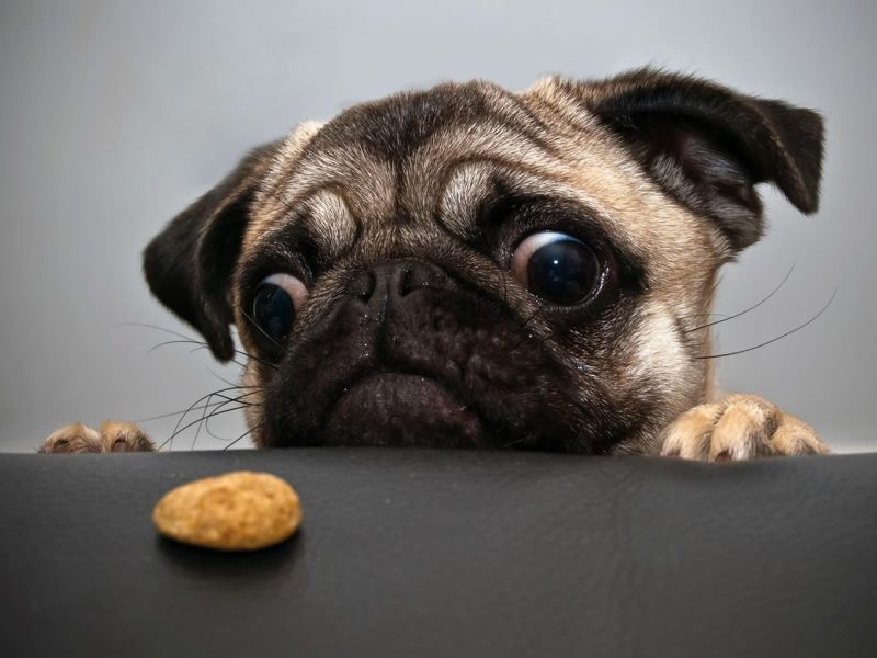 Comida De Pug - Dog Looking At Food , HD Wallpaper & Backgrounds