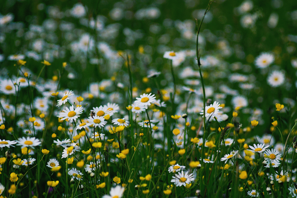 A World Of Wisdom Desktop Wallpaper Native Plant Wildflower - Flowers Landscape , HD Wallpaper & Backgrounds