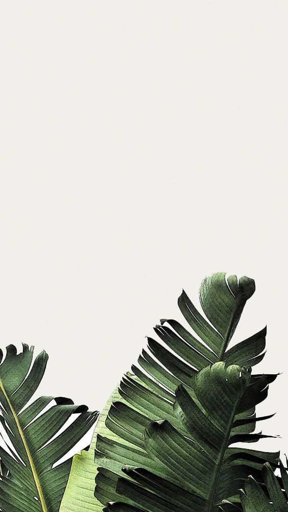 Trendy Plants - Plants Background , HD Wallpaper & Backgrounds