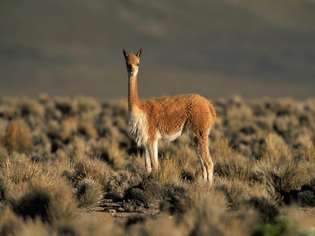 Funny Animal - 09/04/11 - Llama Background , HD Wallpaper & Backgrounds
