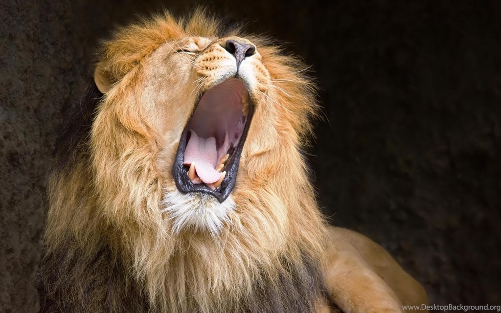 Related Wallpapers Source - Lion Roar , HD Wallpaper & Backgrounds