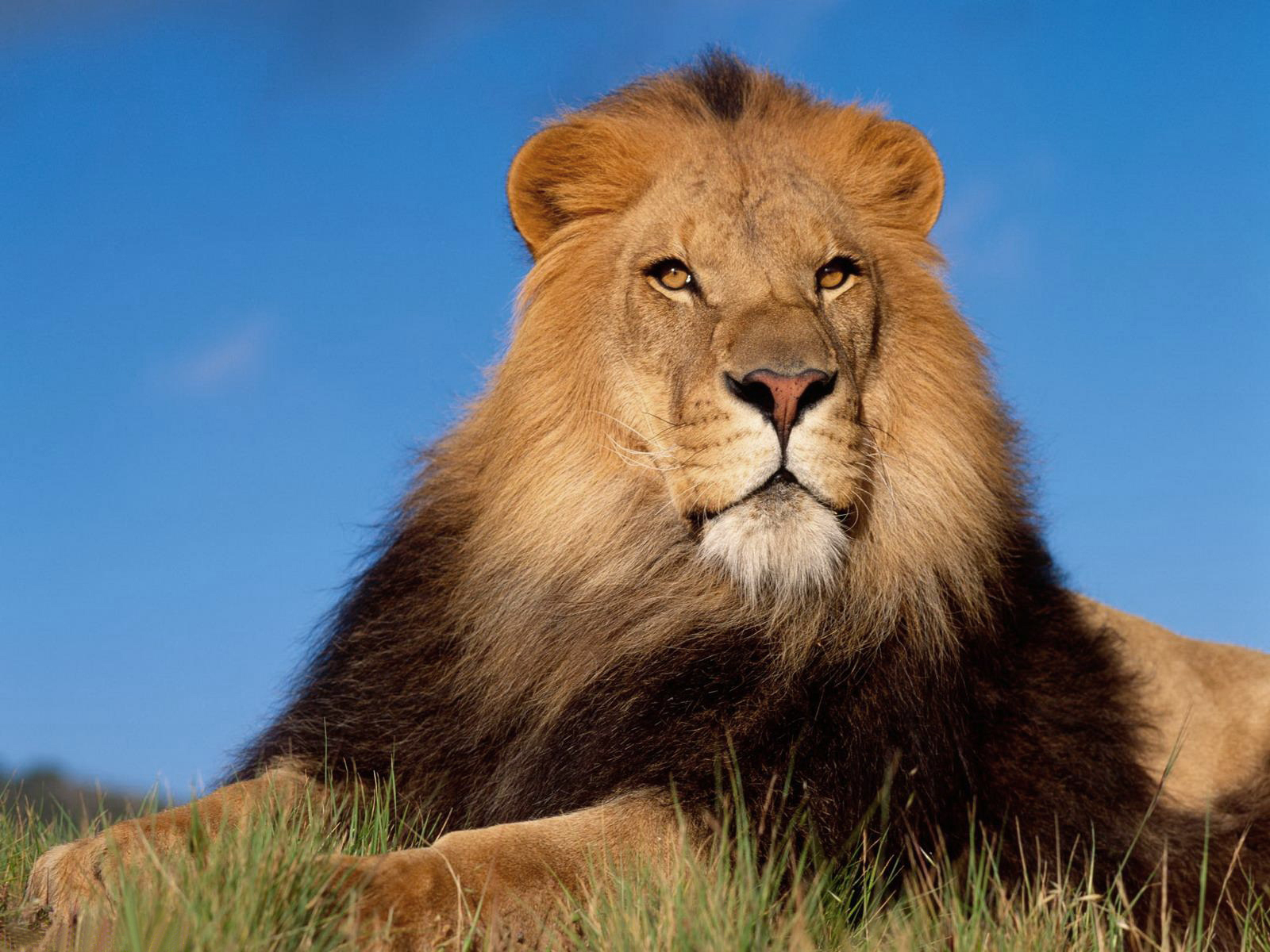 My Top Collection Hd Lion Wallpaper 3d Wallpaper Download Lion