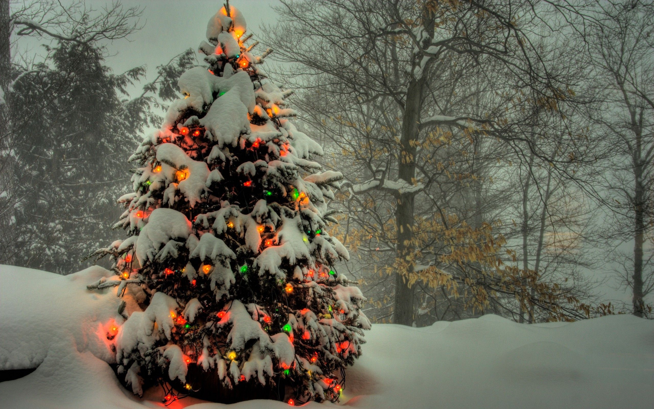 Christmas Tree Wallpapers Pictures - Christmas Tree In Snowy Forest , HD Wallpaper & Backgrounds