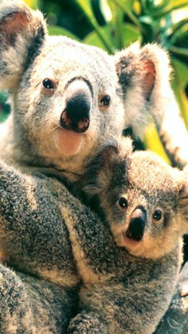 Mama Koala Carrying Her Baby Iphone Wallpaper Download - Koala Bear Wallpaper Iphone , HD Wallpaper & Backgrounds