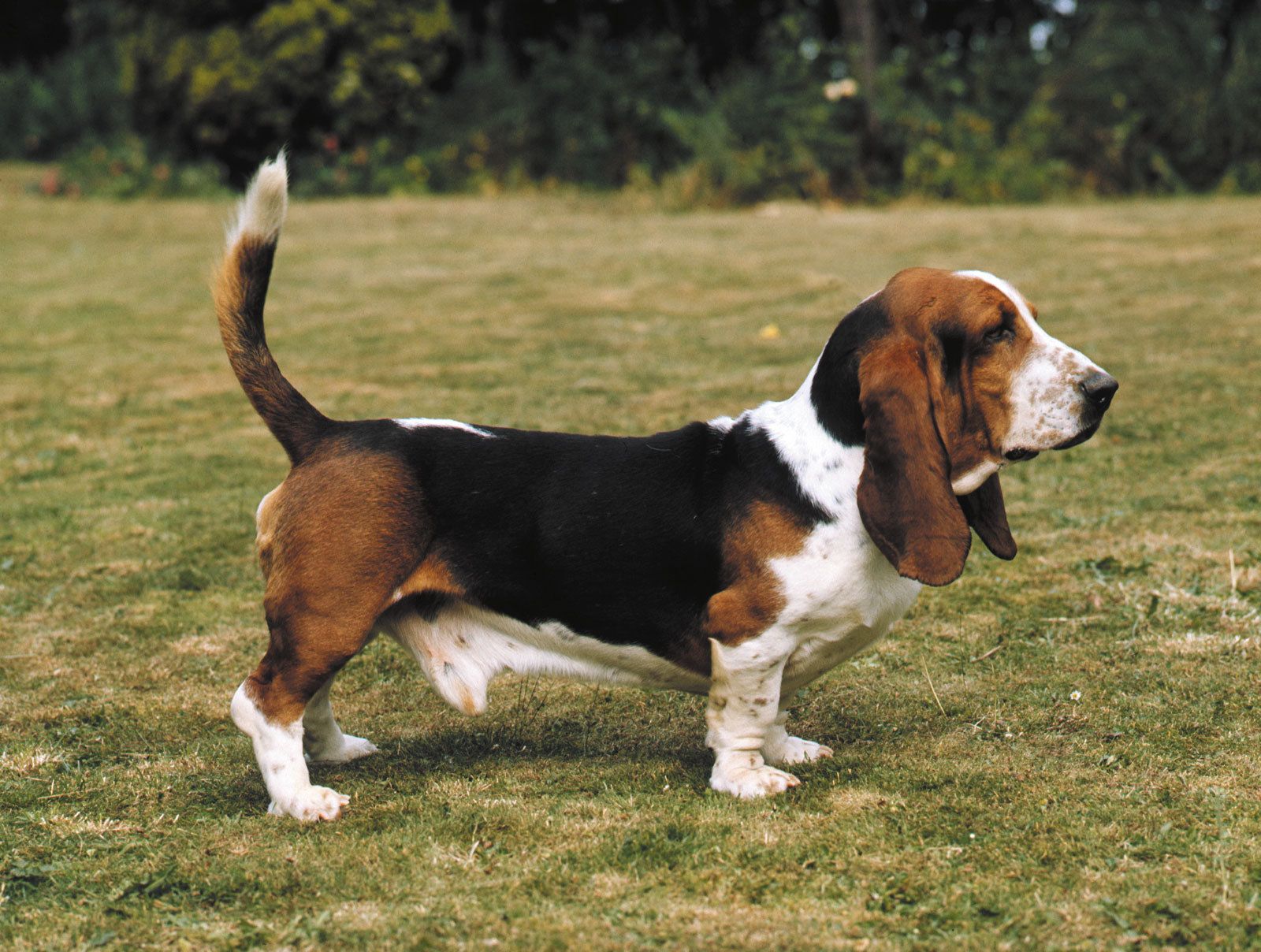 Cute Adult Basset Hound , HD Wallpaper & Backgrounds